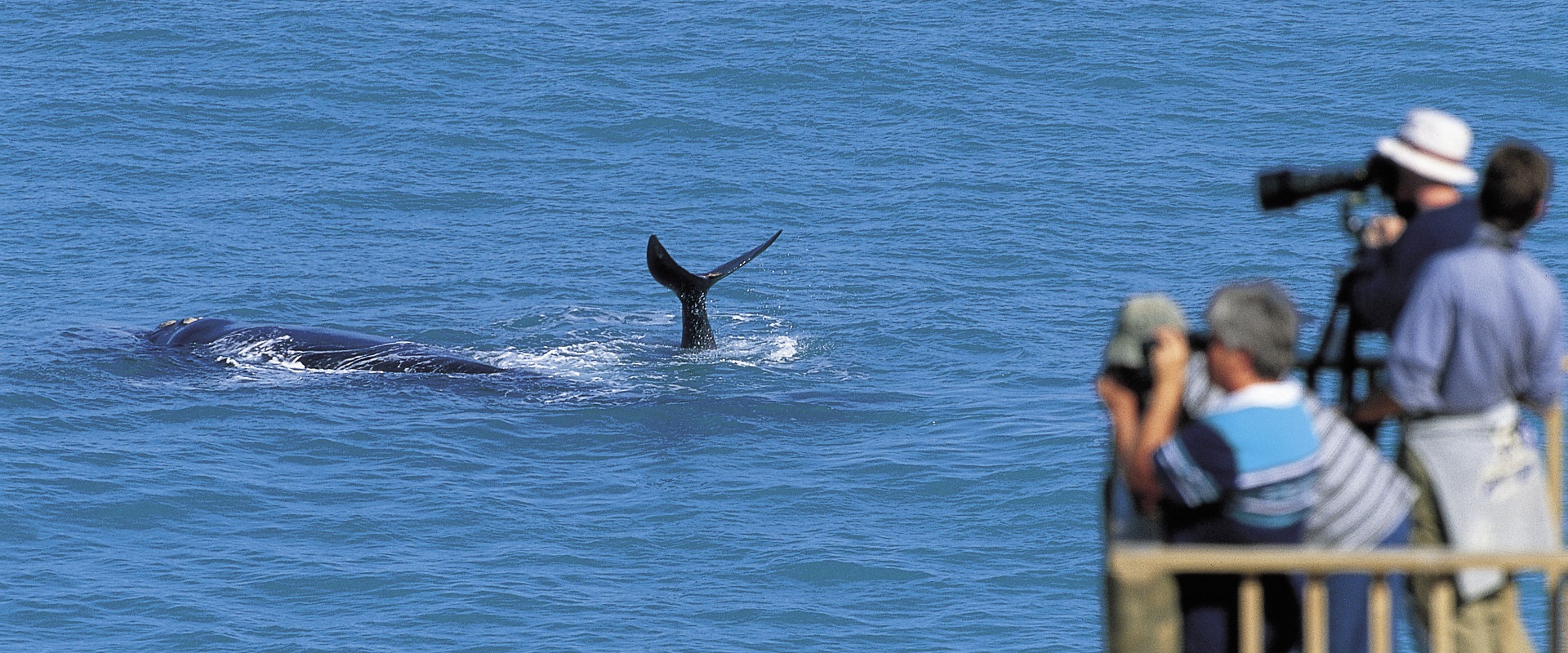 Watching whales on the Eyre Peninsula. Image: SATC