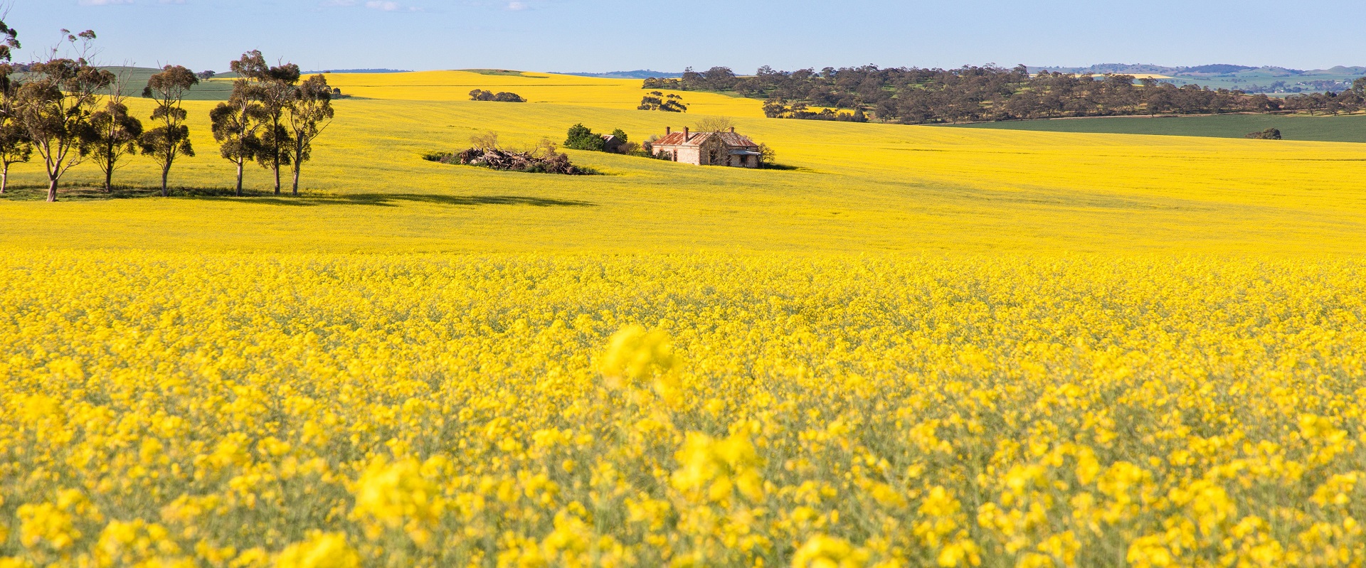 Canola fields in the Clare Valley.