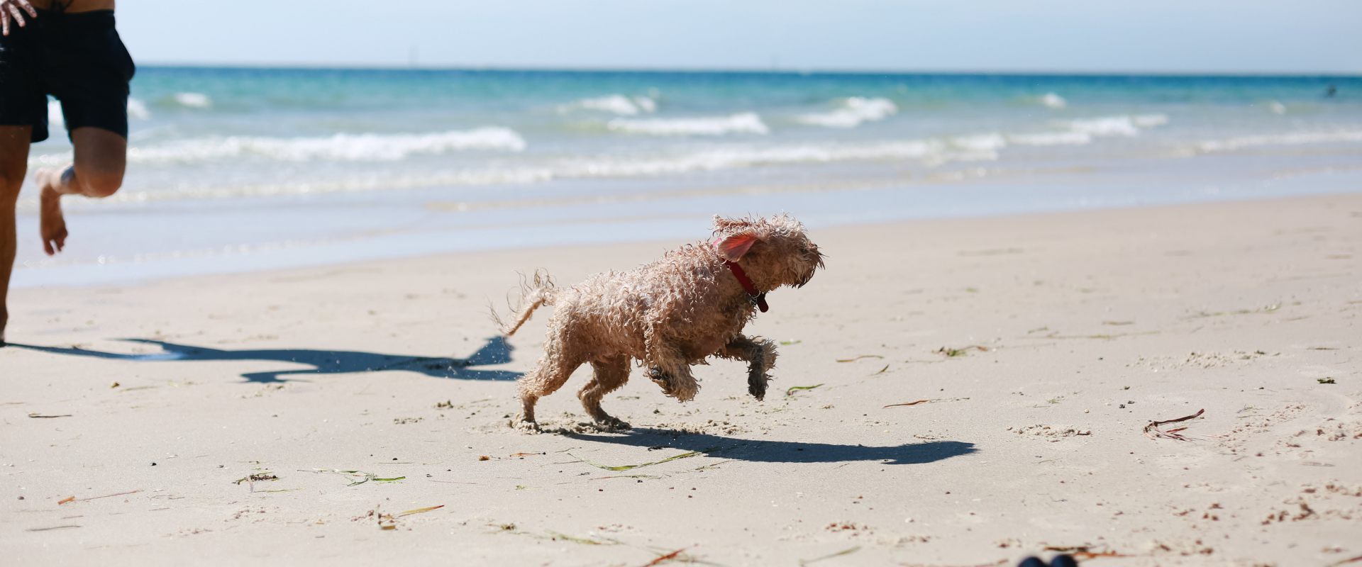 The stretch between Somerton and Glenelg is perfect for furry friends. Image: SATC/Josh Geelen.