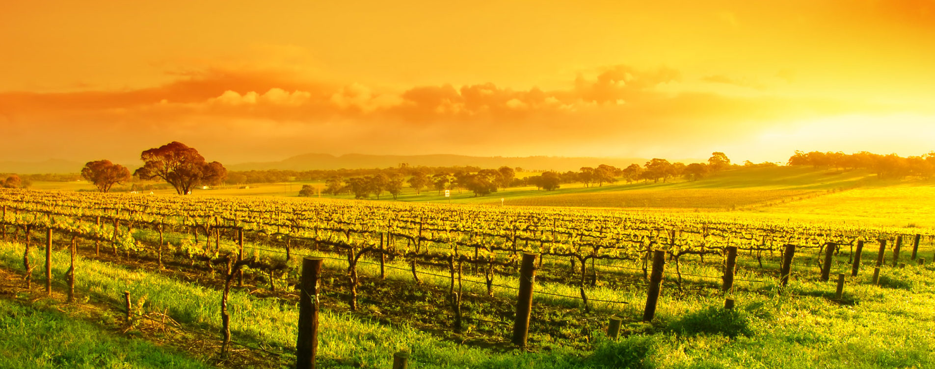 Vineyard in the Barossa Valley