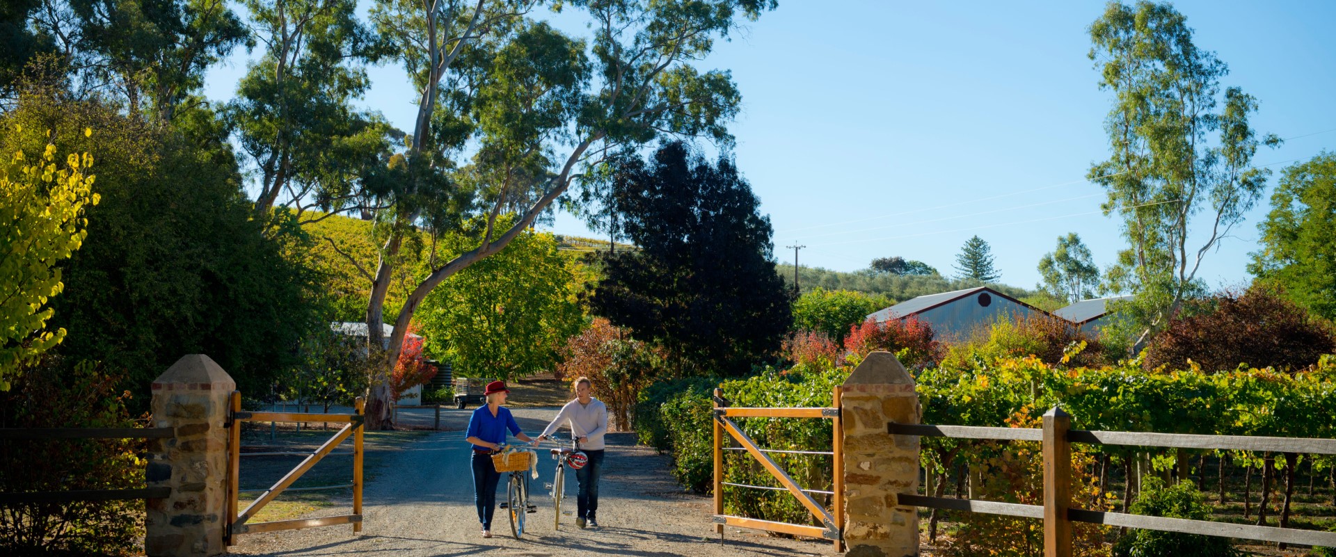 Cycle the Clare Valley region. Image: SATC/Adam Bruzzone