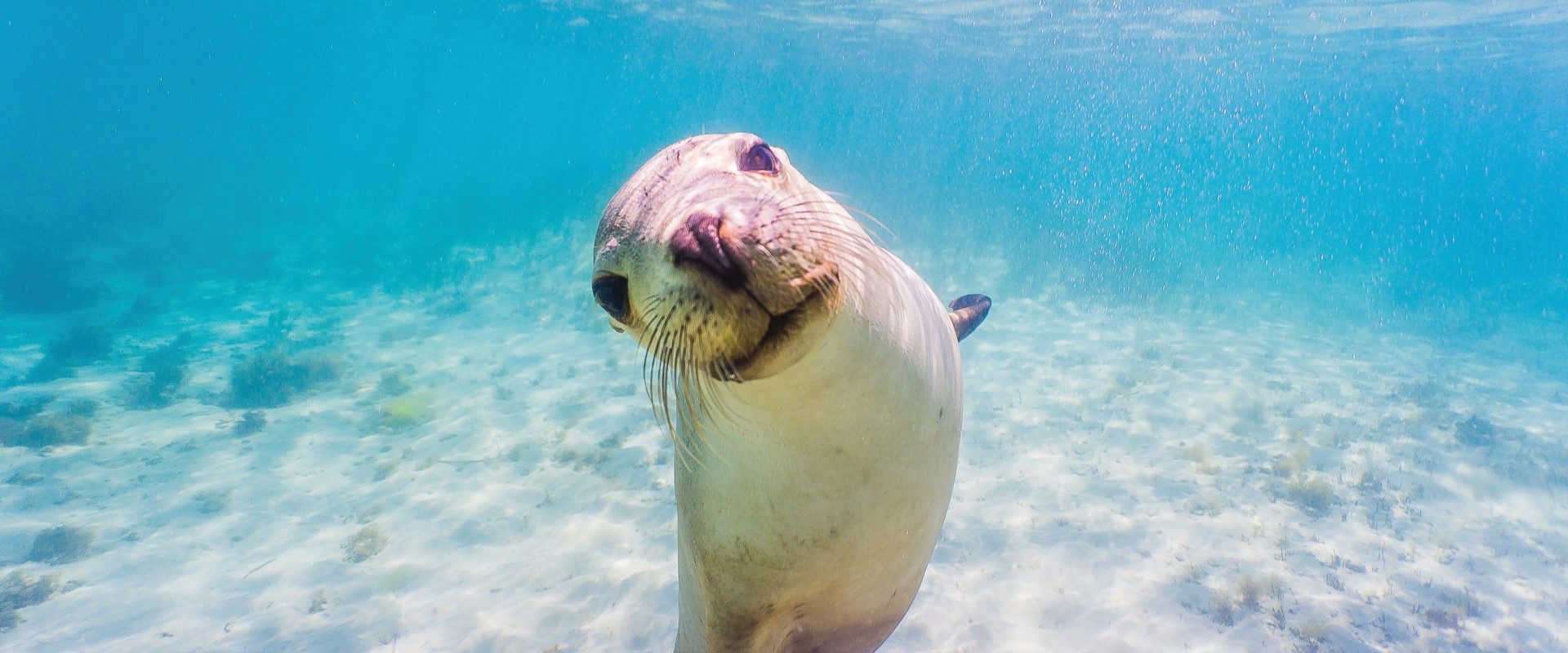 Swim with sea lions in the Eyre Peninsula. Image: SATC/David Edgar