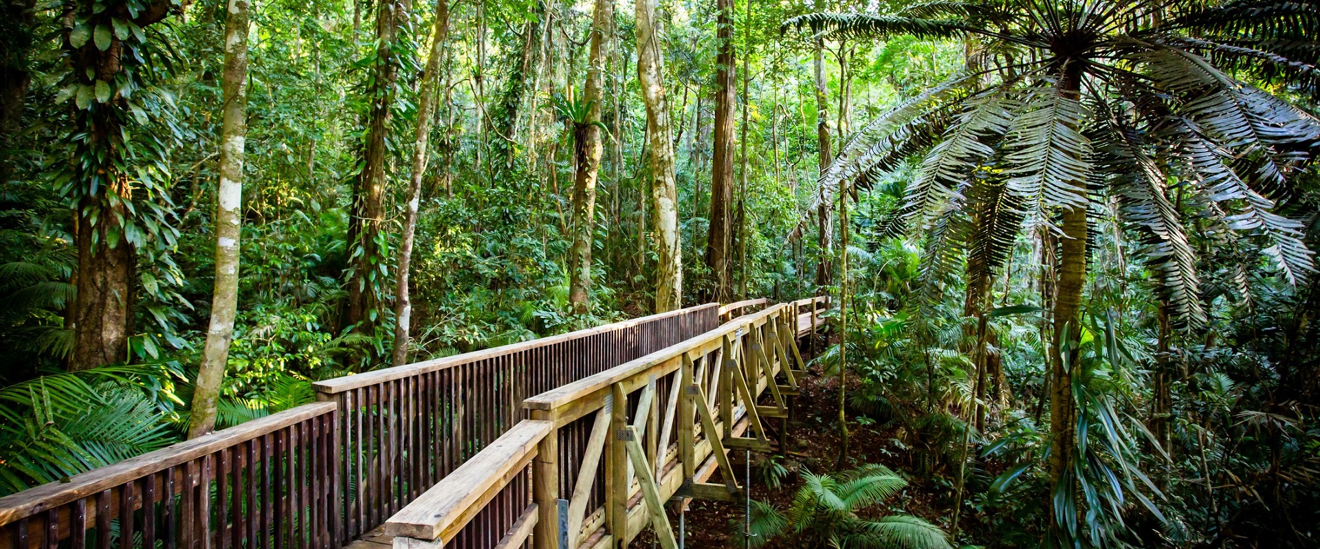 The Daintree Jindalba Boardwalk. Image: Getty