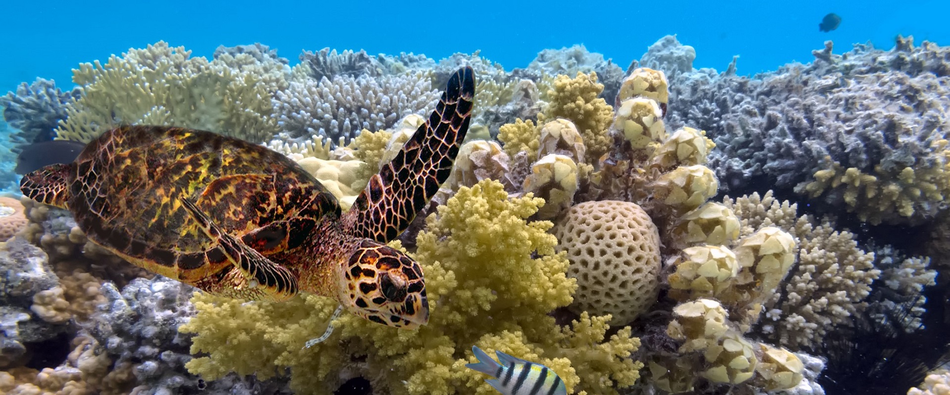 The Great Barrier Reef. Image: Getty