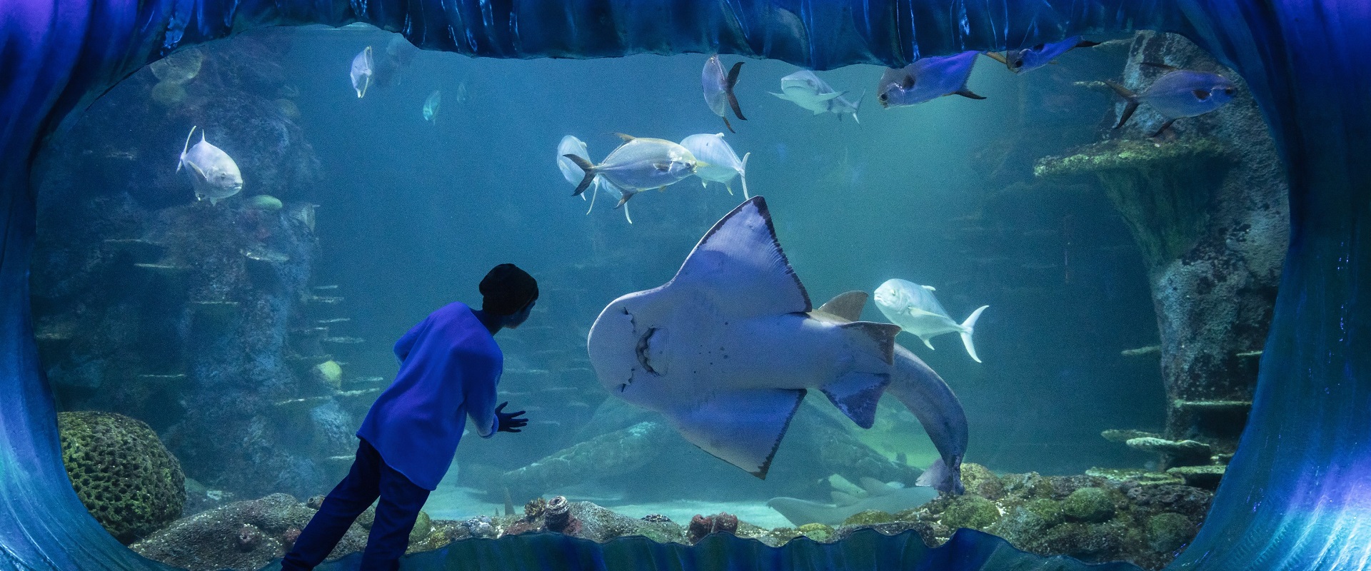 SEA LIFE Sydney Aquarium. Image: Destination NSW