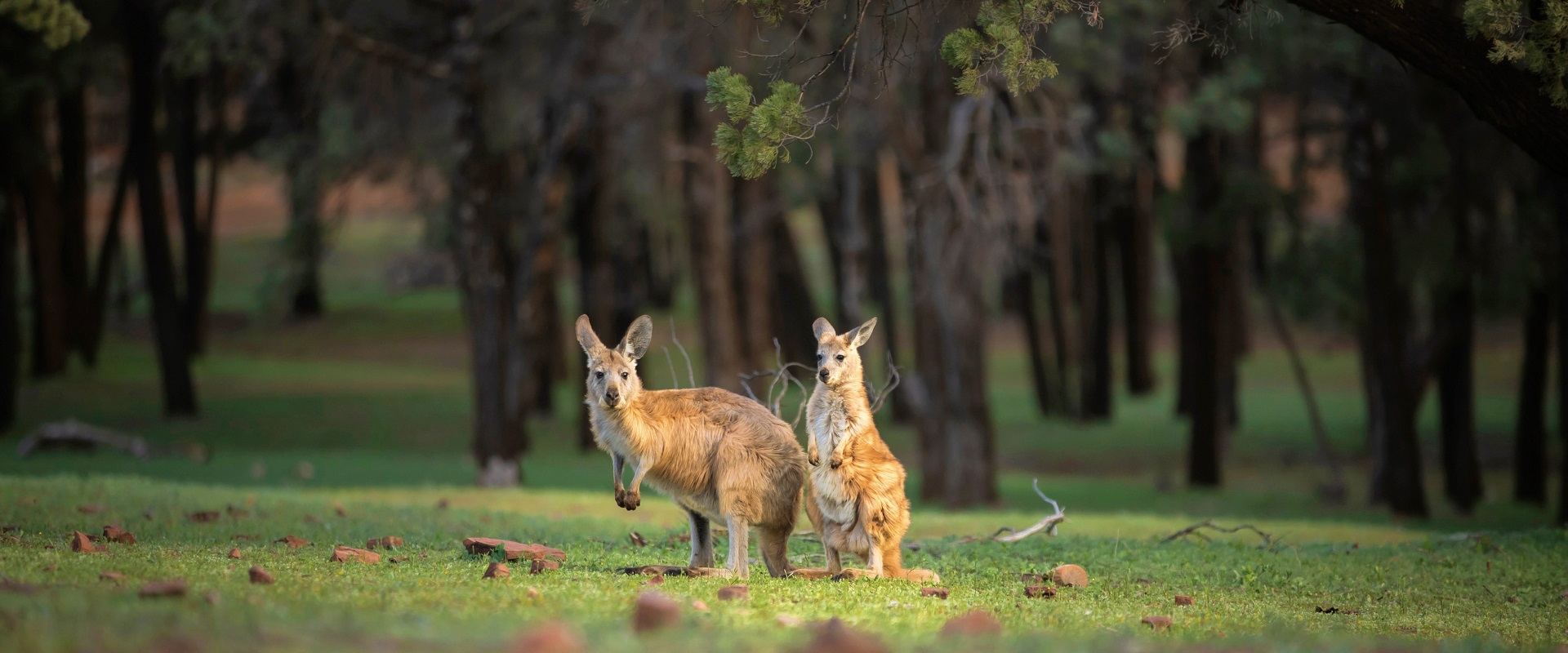 Kangaroos at Ikara-Flinders Ranges National Park