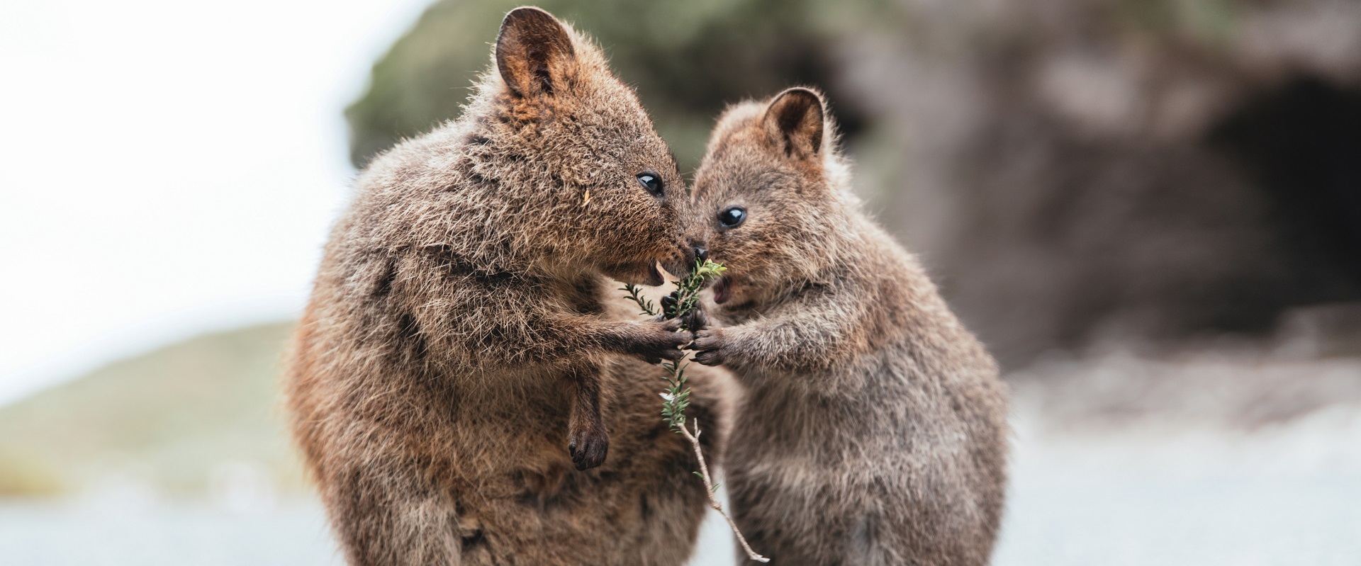 Quokkas – the furry residents of Rottnest Island, Western Australia.